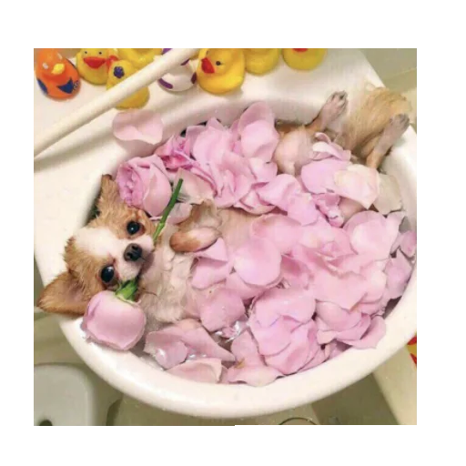 💖 Стикер «vdebilom» для Telegram