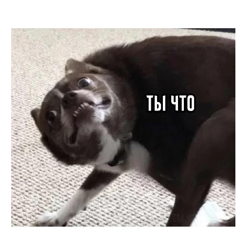 🤔 Стикер «vdebilom» для Telegram