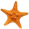 🐚 Эмодзи «Sea World» для Telegram