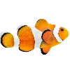 🐟 Эмодзи «Sea World» для Telegram