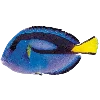 🐟 Эмодзи «Sea World» для Telegram
