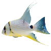 🐠 Эмодзи «Sea World» для Telegram