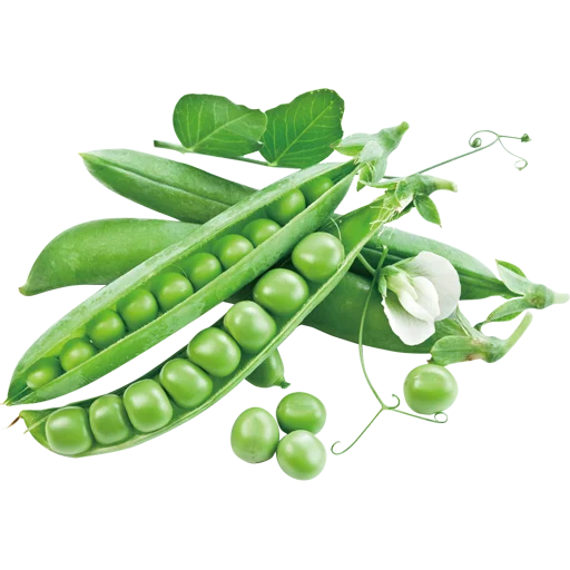🫛 Стикер «Vegetables» для Telegram