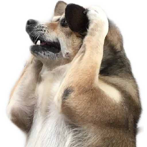 😵 Стикер «VengoDeWasap» для Telegram