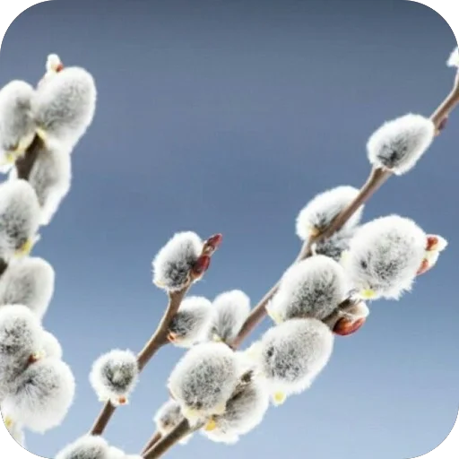 ☁️ Стикер «Вербное воскресенье» для Telegram