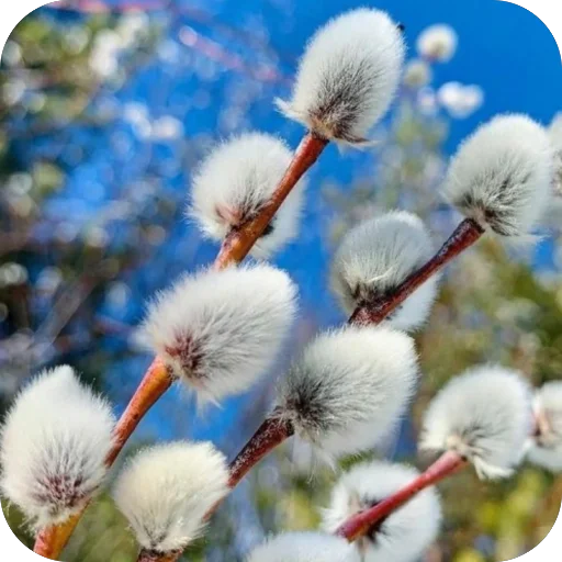 🌴 Стикер «Вербное воскресенье» для Telegram