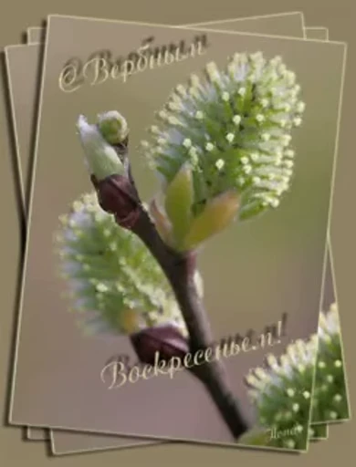 🌷 Стикер «Вербное Воскресенье» для Telegram