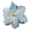 🌹 Эмодзи «^^eternal^^» для Telegram