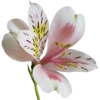 🌹 Эмодзи «^^eternal^^» для Telegram