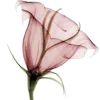 🌹 Эмодзи «^^eternal^^» для Telegram