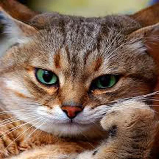 😡 Стикер «Very strange animals» для Telegram
