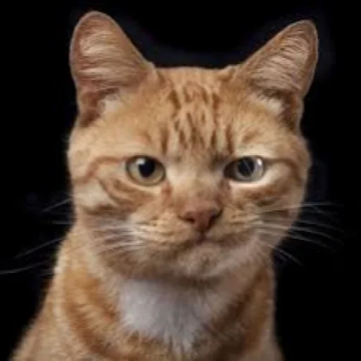 🙁 Стикер «Very strange animals» для Telegram