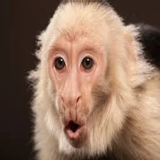🥺 Стикер «Very strange animals» для Telegram