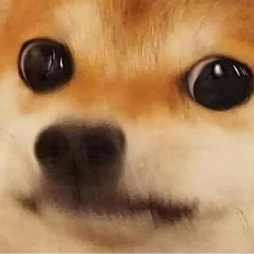 🐕 Стикер «pack_234» для Telegram