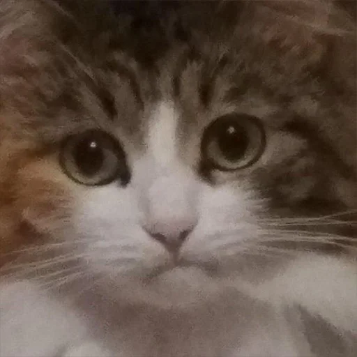 😿 Стикер «pack_234» для Telegram