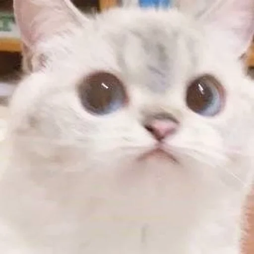 🙀 Стикер «pack_234» для Telegram
