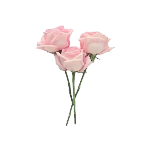 🌹 Стикер «pink vibe» для Telegram