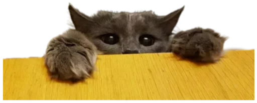 😳 Стикер «Cat Vibes» для Telegram