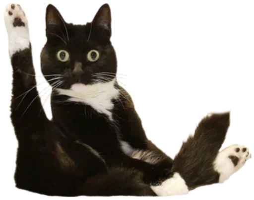👋 Стикер «Cat Vibes» для Telegram