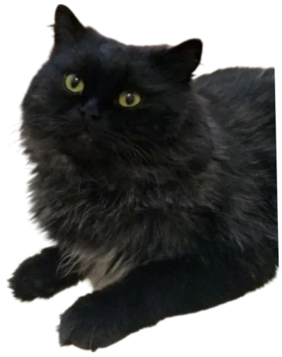 🐈‍⬛ Стикер «Cat Vibes» для Telegram
