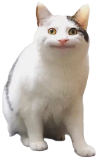 😐 Стикер «Cat Vibes» для Telegram