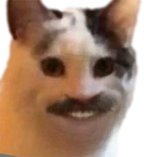 🥔 Стикер «Cat Vibes» для Telegram