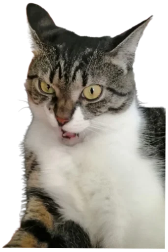 😠 Стикер «Cat Vibes» для Telegram