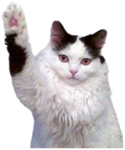 👋 Стикер «Cat Vibes» для Telegram