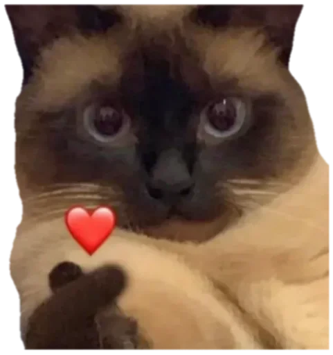 Стикерпак Cat Vibes для Telegram