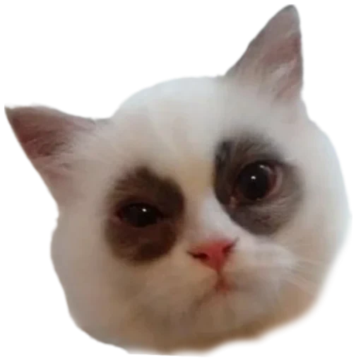 🛌 Стикер «Cat Vibes» для Telegram