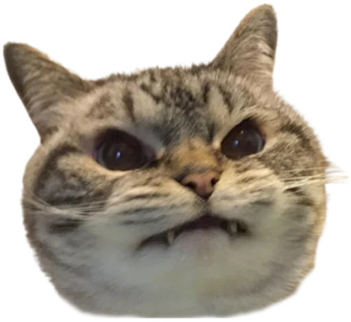 😤 Стикер «Cat Vibes» для Telegram