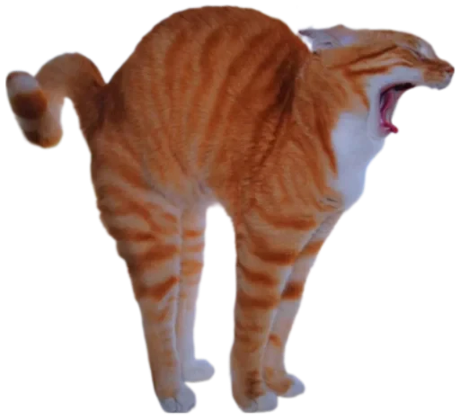 ☀️ Стикер «Cat Vibes» для Telegram