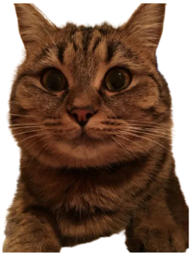 😌 Стикер «Cat Vibes» для Telegram
