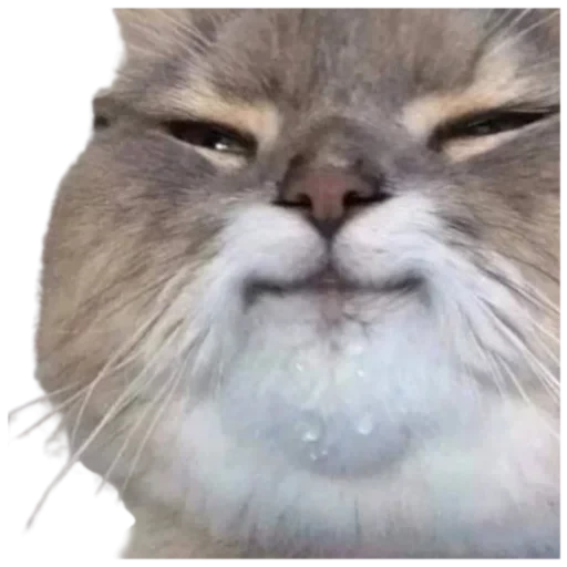 ☺️ Стикер «Cat Vibes» для Telegram