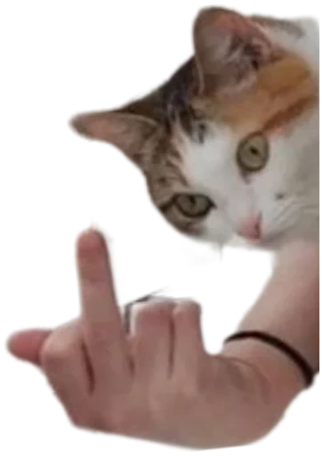 🖕 Стикер «Cat Vibes» для Telegram