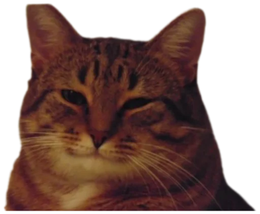 🙂 Стикер «Cat Vibes» для Telegram