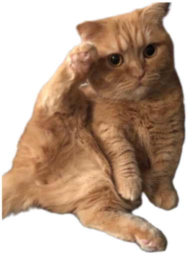 🫡 Стикер «Cat Vibes» для Telegram