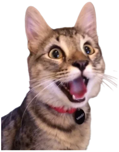 😸 Стикер «Cat Vibes» для Telegram