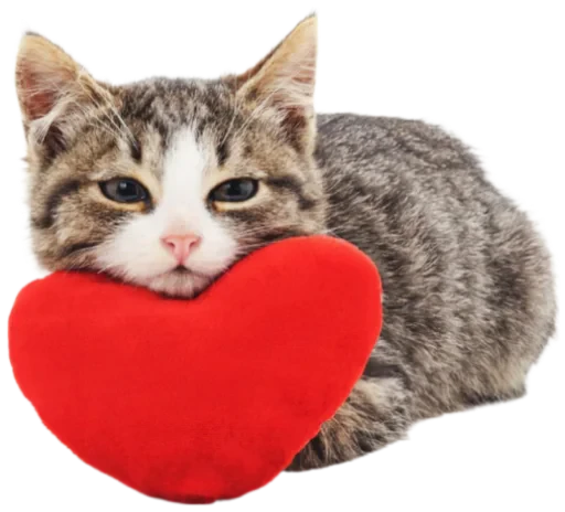 ❤️ Стикер «Cat Vibes» для Telegram