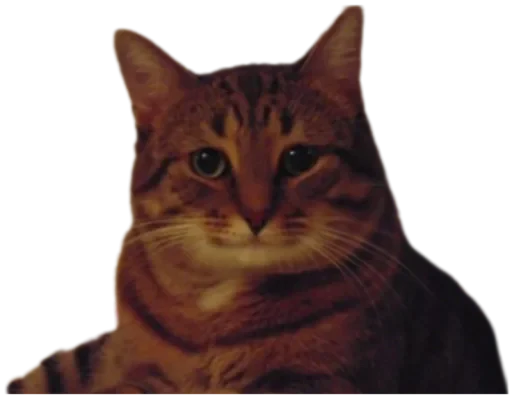 🙂 Стикер «Cat Vibes» для Telegram
