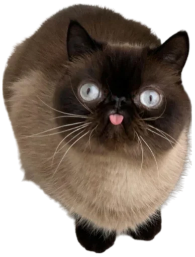 😝 Стикер «Cat Vibes» для Telegram