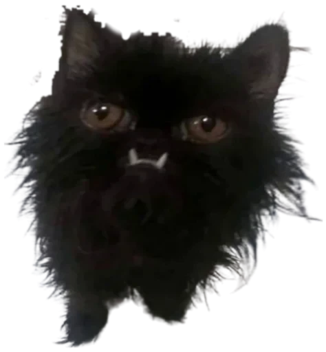 🥴 Стикер «Cat Vibes» для Telegram