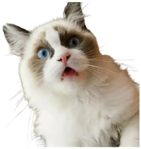😳 Стикер «Cat Vibes» для Telegram