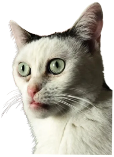 🤔 Стикер «Cat Vibes» для Telegram