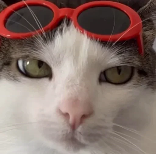 😒 Стикер «Cat Vibes» для Telegram