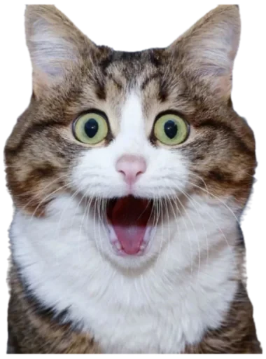 😲 Стикер «Cat Vibes» для Telegram