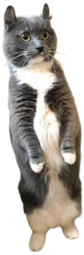 😦 Стикер «Cat Vibes» для Telegram