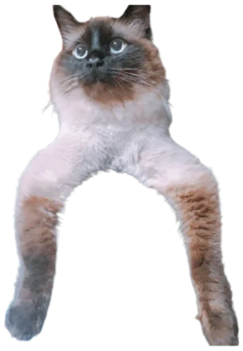 😳 Стикер «Cat Vibes» для Telegram