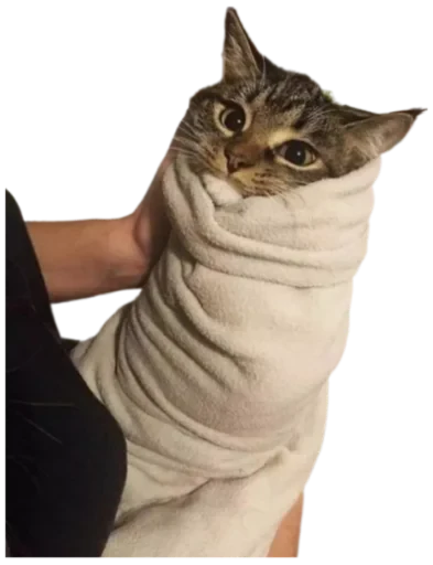 🌯 Стикер «Cat Vibes» для Telegram