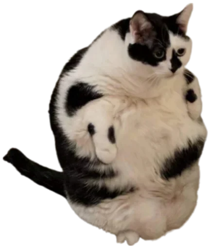 🍔 Стикер «Cat Vibes» для Telegram